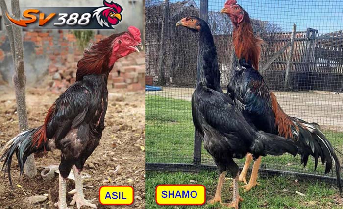 cách nhận biết gà Asil cách nhận biết gà Asil