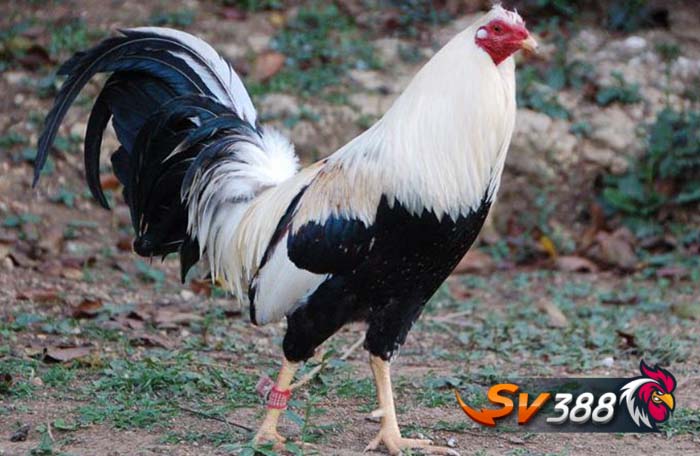 Gà Butcher Gà Butcher