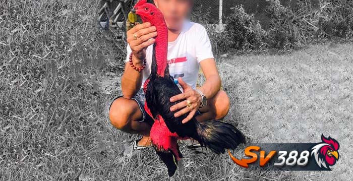 Gà chọi Việt Nam - Gà nòi Gà chọi Việt Nam - Gà nòi