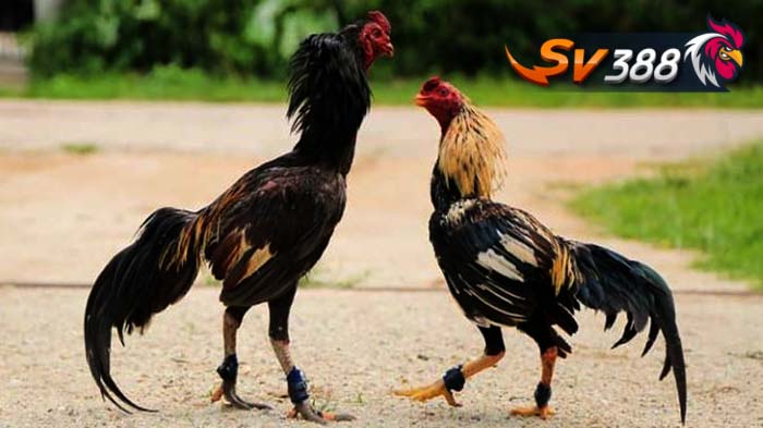 Giống gà chọi giống gà chọi