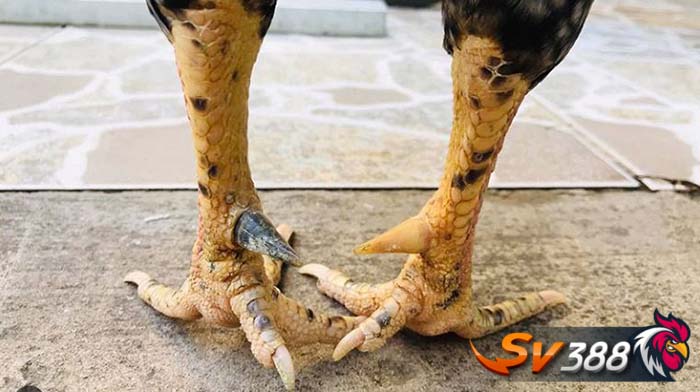 Gà chọi gắn cựa Gà chọi gắn cựa