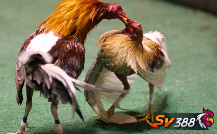 những lối đá kinh điển trong giới gà chọi hiện nay những lối đá kinh điển trong giới gà chọi hiện nay