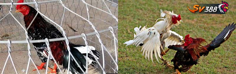 Gà Chợ Lách Gà Chợ Lách