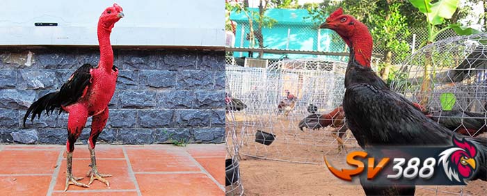 Gà đòn Gà đòn là gì?