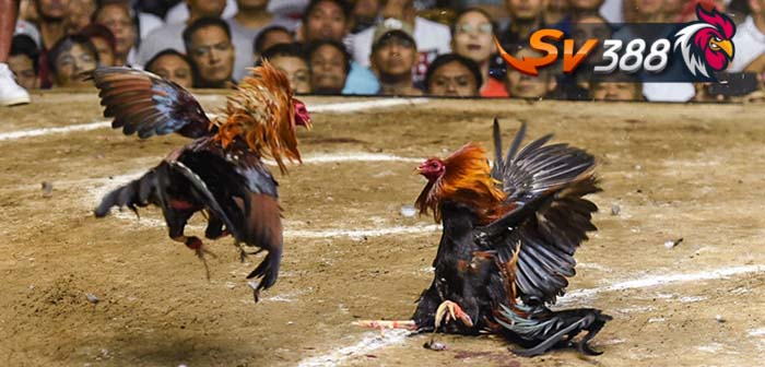 Gà chọi Philippines Gà chọi Philippines