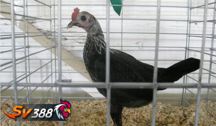 gà chọi Anh gà chọi Anh