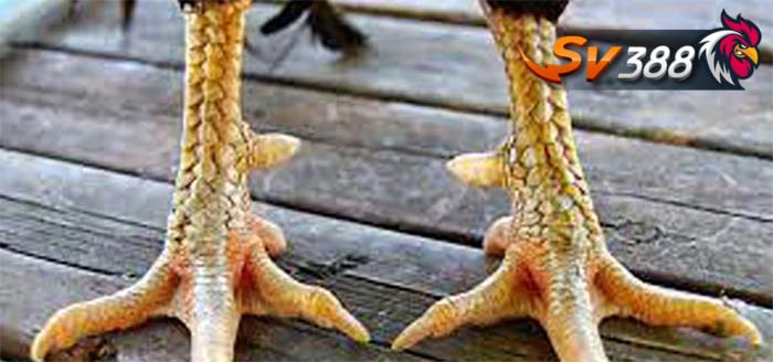 Vảy gà quý hiếm Vảy gà quý hiếm