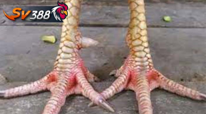 Vảy gà quý là gì? Vảy gà quý là gì?